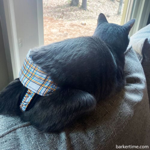 Grits - Finnegan 1 - barkertime cat diaper stud pants