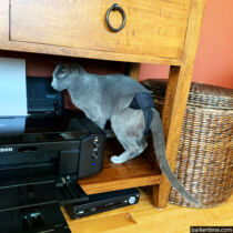 russian blue cat diaper