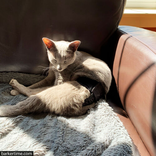 Hoyt 2 - barkertime russian blue cat diaper