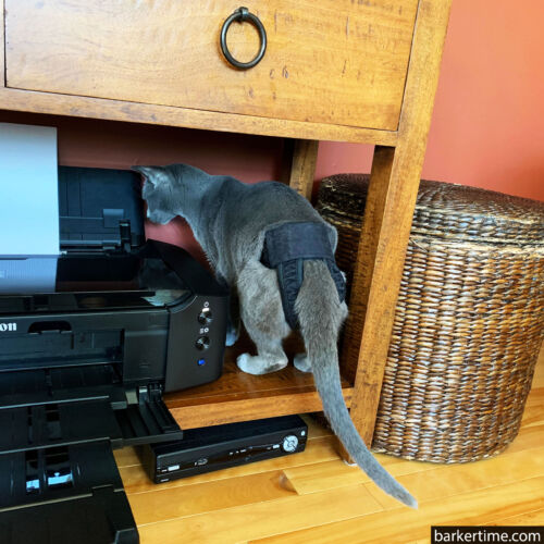 Hoyt 3 - barkertime russian blue cat diaper