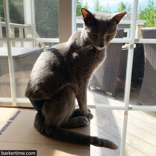 Hoyt 4 - barkertime russian blue cat diaper