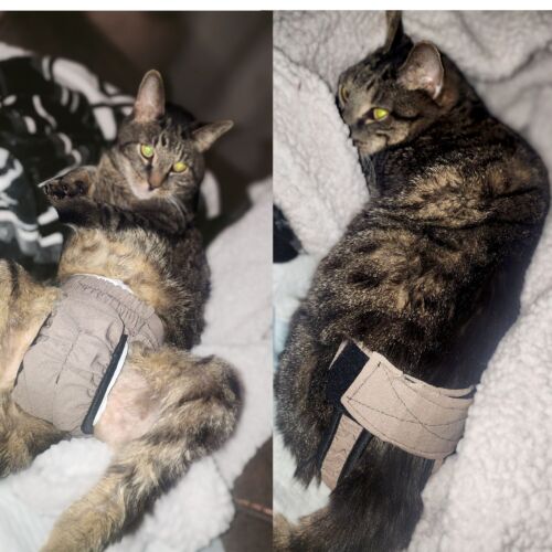 Kit - Pratt 1-Photoroom copy cat diaper pull-up