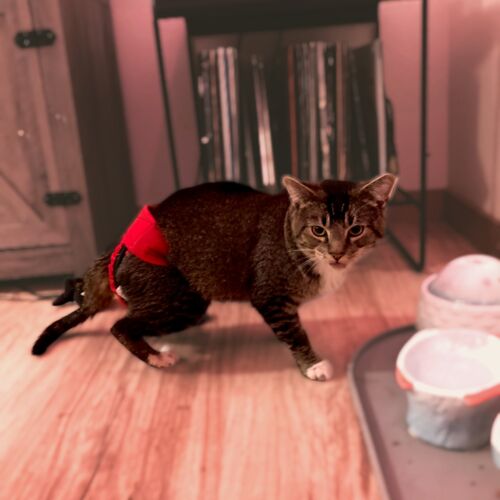 Leo - LaDuke 2-Photoroom cat diaper