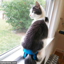 cat diaper