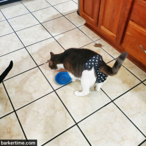 cat diaper stud pants