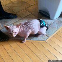 sphynx cat diaper stud pants