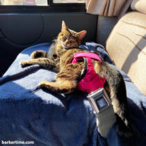 cat diaper pull-up stud pants