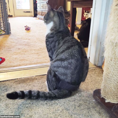 Savage - Brown 1 - barkertime cat diaper stud pants