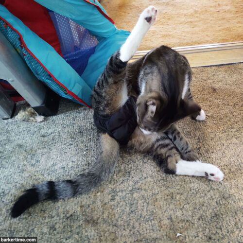 Savage - Brown 2 - barkertime cat diaper stud pants