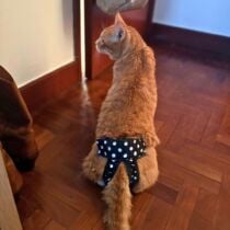 White Polka Dot on Black Washable Cat Diaper Pull-up