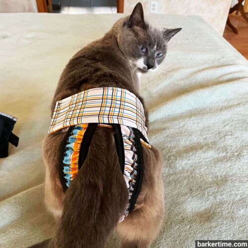 cat diaper