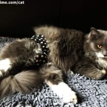 ragdoll cat diaper