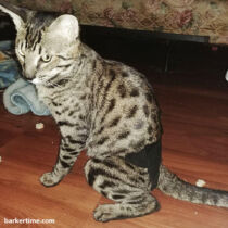 savannah cat diaper