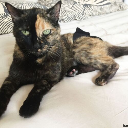 spark - johansson - barkertime spark - johansson - barkertime