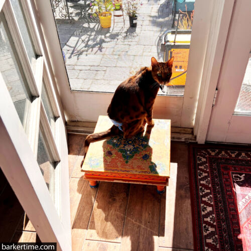 harry - glatt - barkertime cat diaper stud pants