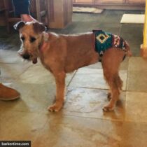 Hooligan Fernandez 2 – barkertime wheaten terrier dog diaper