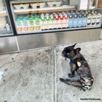 french bulldog dog diaper