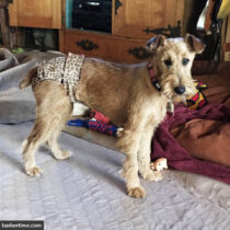 wheaten terrier dog diaper