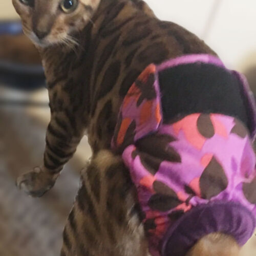 dallas 1 - barkertime tm bengal cat diapers