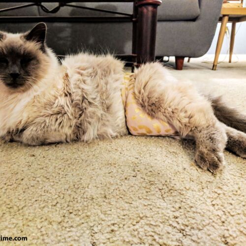 lola - barkertime ragdoll cat diaper