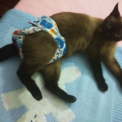 Margarida 1 ragdoll cat diapers