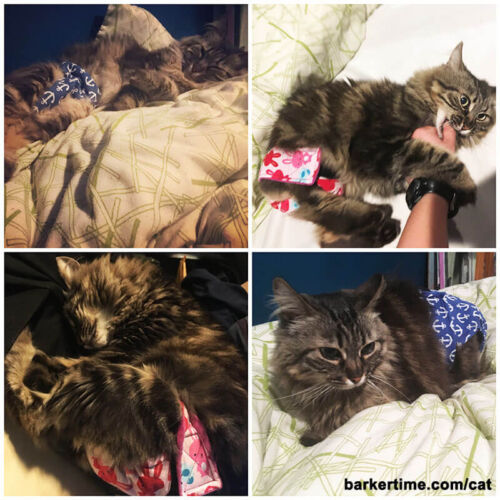 Marla - collage - barkertime cat diapers