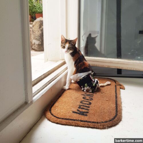 Nymeria 1 - barkertime paralyzed cat diaper