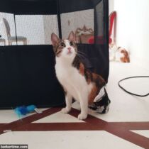 paralyzed cat diaper