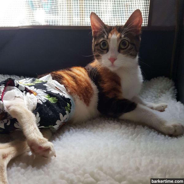 paralyzed cat diaper