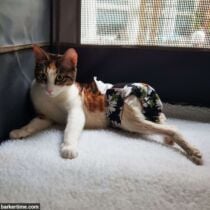 paralyzed cat diaper