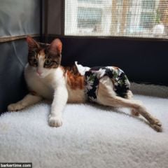 paralyzed cat diaper