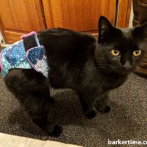 cat diaper cat nappy