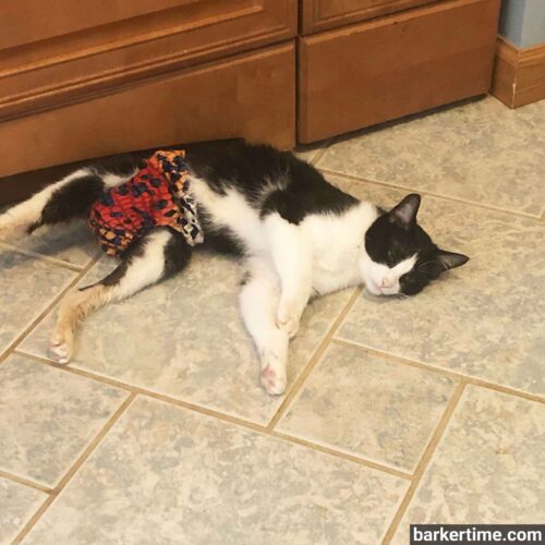 gonzo - hon - barkertime manx cat diaper