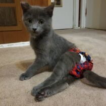 barkertime cat diaper