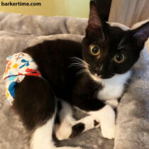 rain 1 – barkertime cat diaper