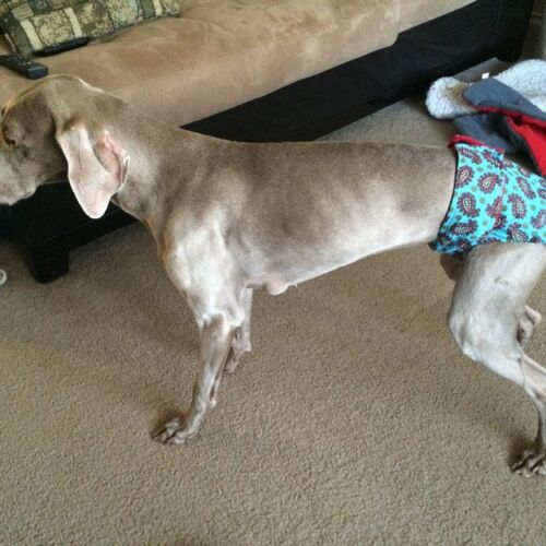 teal paisley diaper - customer teal paisley diaper - customer