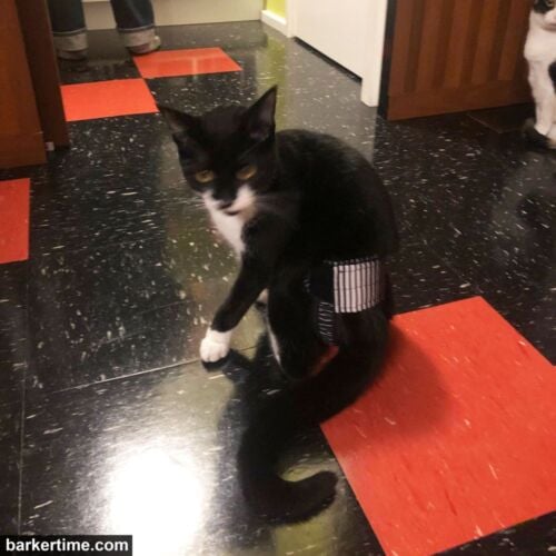 Coupe - Lyndie Leigh Shaw 1 - barkertime cat diaper stud pants