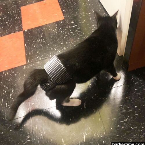 Coupe - Lyndie Leigh Shaw 2 - barkertime cat diaper stud pants