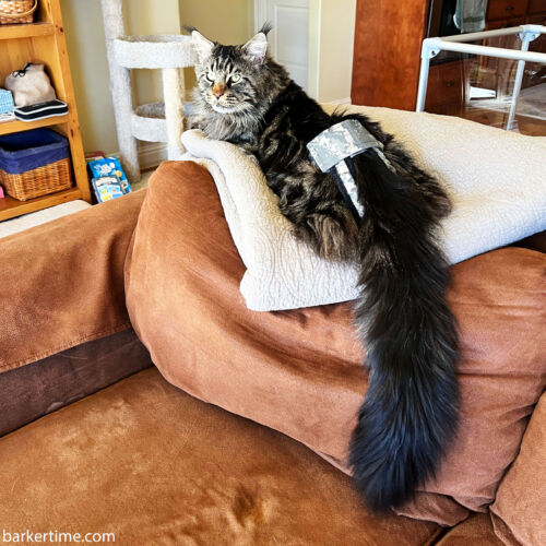 Jensen Interceptor - Glogowski - barkertime cat diaper pull-up