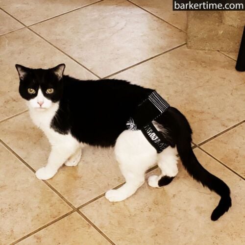 Stig - Baker 2 - barkertime cat diaper pull-up