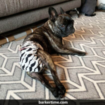french bulldog dog diaper