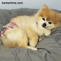 pomeranian dog diapers