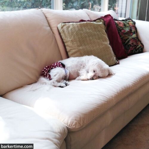 gracie - berger 1 - barkertime dog diaper