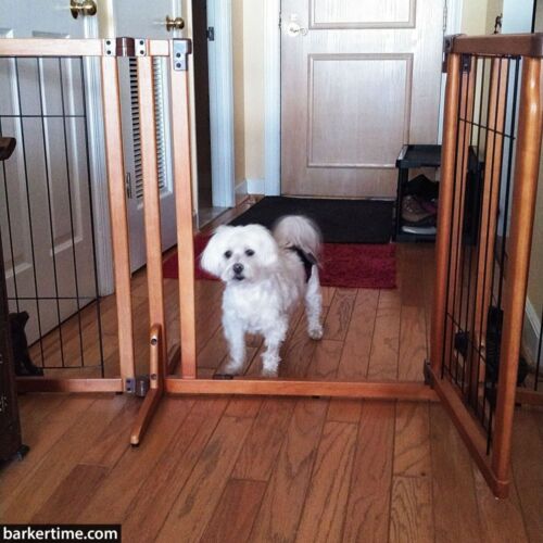 gracie - berger 2 - barkertime dog diaper