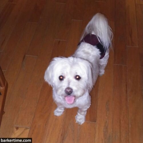 gracie - berger 3 - barkertime dog diaper