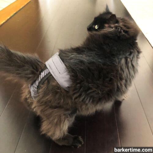 cat diaper stud pants