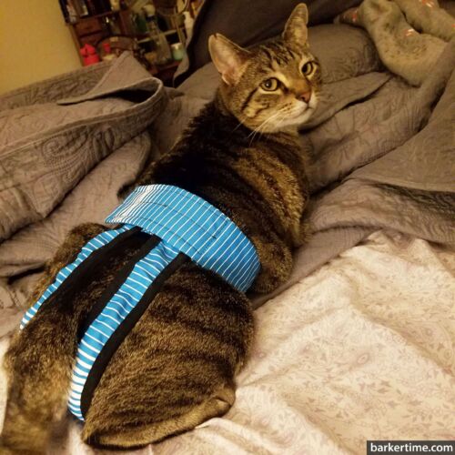 mr kitty - green - barkertime bengal cat diaper