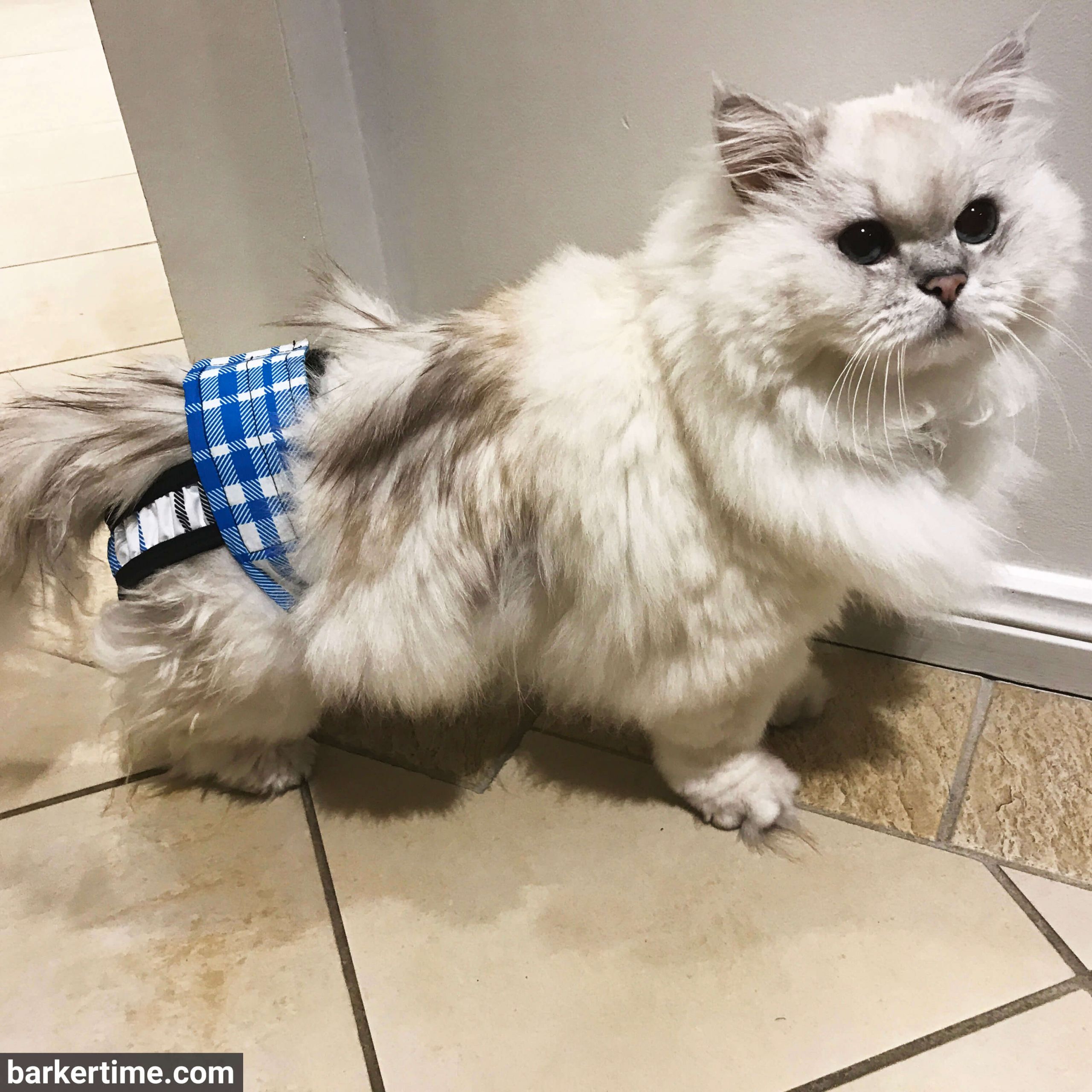 himalayan cat diaper