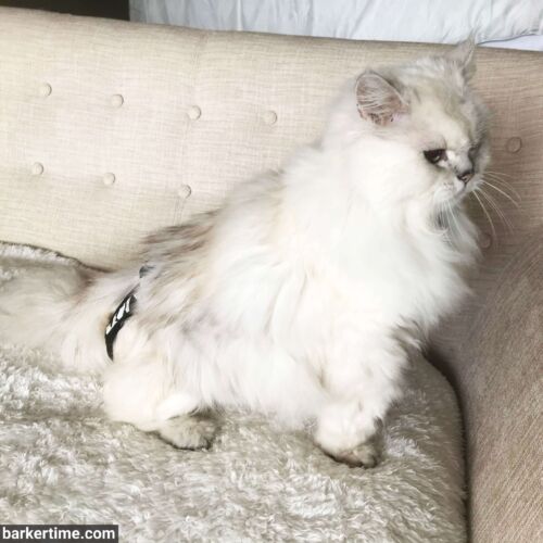 rex - khoo - barkertime himalayan cat diaper