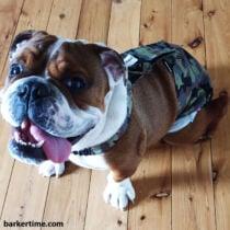 english bulldog dog diaper